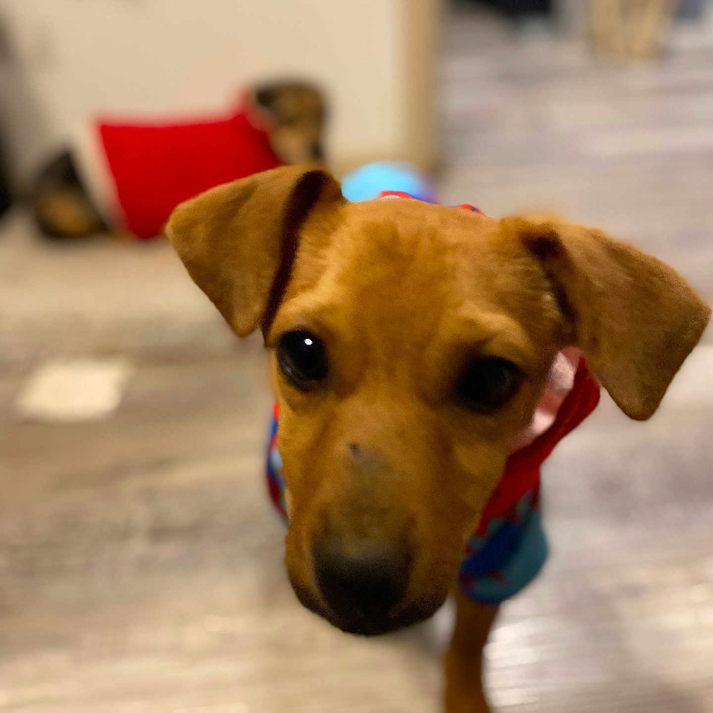 Chico is registered to the contest to win money with this photo: animal, blurry_background, brown_dog, canine, close_up, colorful_outfit, curious, cute, dog, domestic_animal, ears, floor, indoor, looking, pet, puppy, red_pillow, snout, wooden_floor, young_dog