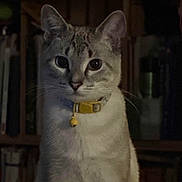 Frank Sinatra is registered to the contest to win money with this photo: animal, bell, bookshelf, cat, closeup, curious, dim_lighting, domestic_cat, ears, face, feline, furry, indoor, looking, pet, portrait, sitting, table, whiskers, yellow_collar