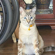 Frank Sinatra joined the competition — help win amazing prizes! cat, blue_eyes, yellow_collar, bell, wooden_floor, wheelchair, floral_cloth, cabinet, indoor, pet, animal, sitting, feline, domestic_cat, curious, whiskers, tail, ears, striped_fur, household