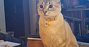 Frank Sinatra joined the competition — help win amazing prizes! bell, cat, collar, cozy, curious, domestic, domestic_animal, feline, fur, furniture, household_items, indoor, knickknacks, pet, relaxed, room, sitting, striped, table, wooden