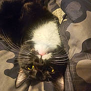 Maxwell joined the competition — help win amazing prizes! cat, tuxedo_cat, upside_down, yellow_eyes, whiskers, fangs, fur, black_and_white, pet, indoor, blanket, pattern, cozy, cute, animal, mammal, relaxed, face, ears, nose