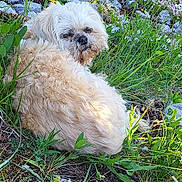 Hannibal participe au concours pour gagner de l'argent avec cette photo : dog, outdoor, grass, rocks, wildflowers, nature, curled_up, fluffy, cream_color, relaxed, pet, canine, side_eye, sunlight, ground, plants, summer, animal, fur, resting