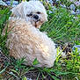 dog, outdoor, grass, rocks, wildflowers, nature, curled_up, fluffy, cream_color, relaxed, pet, canine, side_eye, sunlight, ground, plants, summer, animal, fur, resting