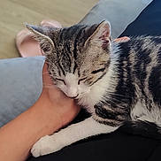 Arlo participe au concours pour gagner de l'argent avec cette photo : kitten, cat, pet, sleeping, hand, resting, indoor, floor, slippers, comfort, domestic, feline, cute, cozy, striped, white_paw, close_up, relaxation, animal, companion