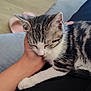 kitten, cat, pet, sleeping, hand, resting, indoor, floor, slippers, comfort, domestic, feline, cute, cozy, striped, white_paw, close_up, relaxation, animal, companion