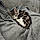 Arlo