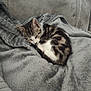 Arlo a rejoint le concours — aidez-le/la à gagner de superbes lots ! kitten, cat, sleeping, blanket, gray, couch, cozy, fur, pet, indoor, resting, cute, domestic_animal, small_animal, animal, feline, whiskers, relaxation, soft_texture, home