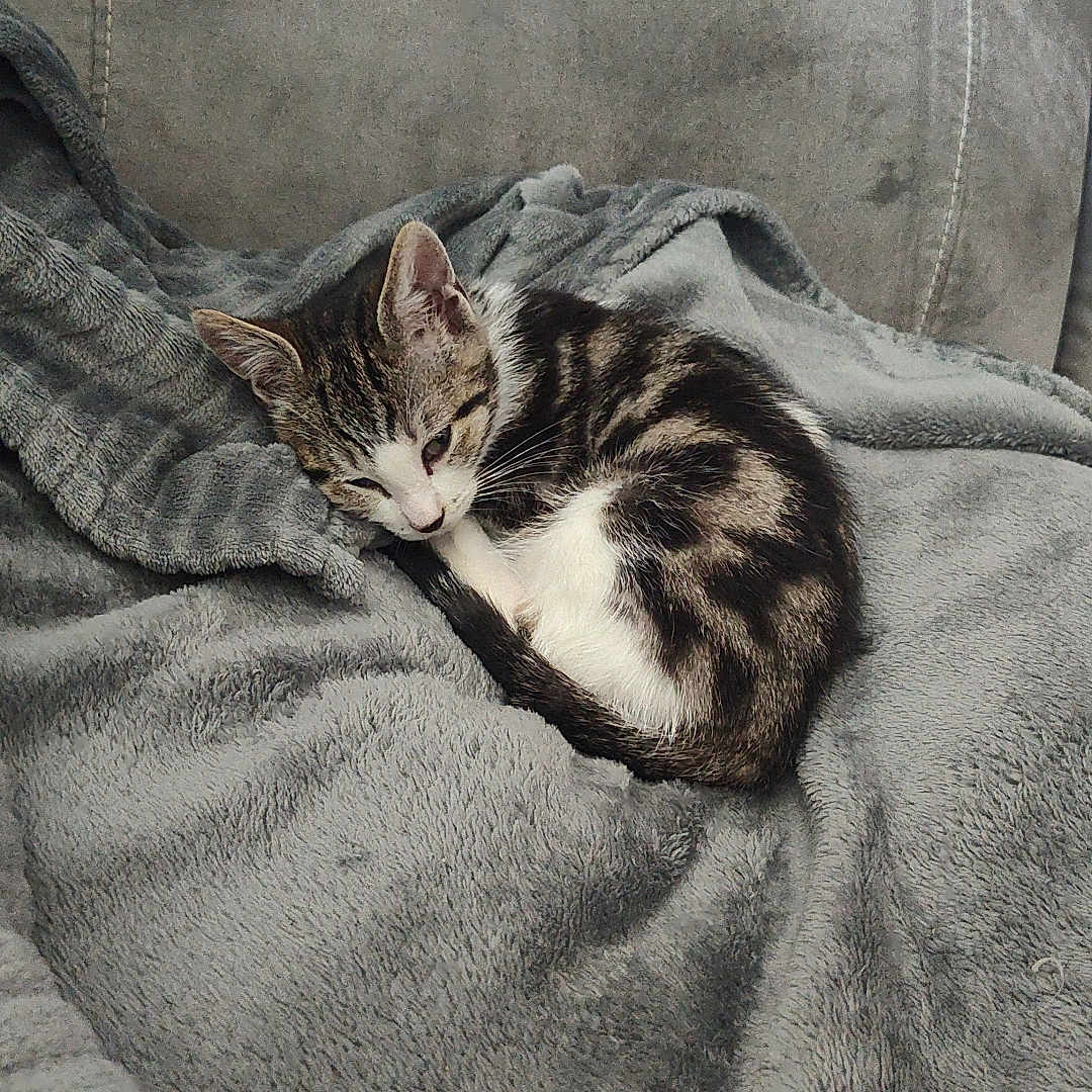 Arlo a rejoint le concours — aidez-le/la à gagner de superbes lots ! animal, blanket, cat, couch, cozy, cute, domestic_animal, feline, fur, gray, home, indoor, kitten, pet, relaxation, resting, sleeping, small_animal, soft_texture, whiskers