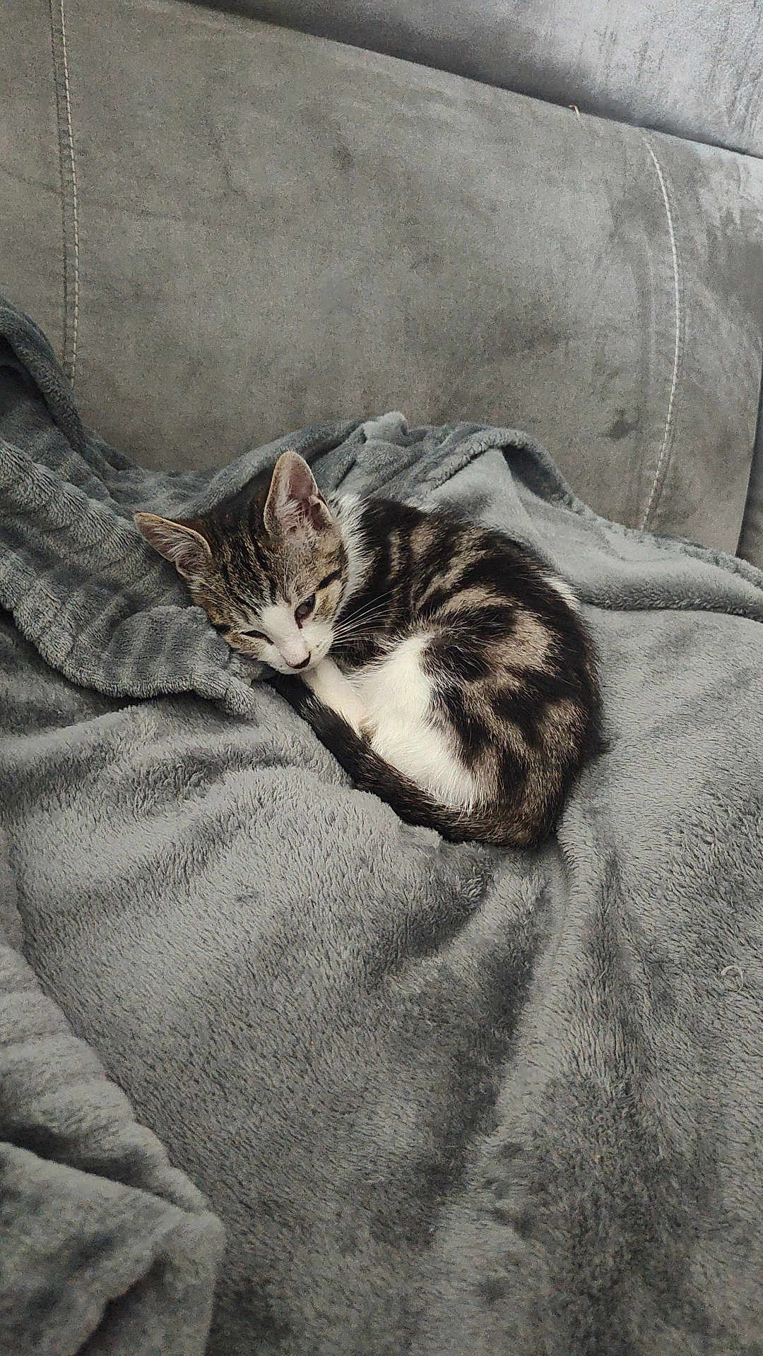 Arlo a rejoint le concours — aidez-le/la à gagner de superbes lots ! kitten, cat, sleeping, blanket, gray, couch, cozy, fur, pet, indoor, resting, cute, domestic_animal, small_animal, animal, feline, whiskers, relaxation, soft_texture, home