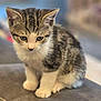 Arlo participe au concours pour gagner de l'argent avec cette photo : kitten, cat, tabby, pet, animal, feline, young, cute, sitting, indoor, couch, soft_furniture, whiskers, fur, ears, eyes, paws, domestic_animal, closeup, portrait