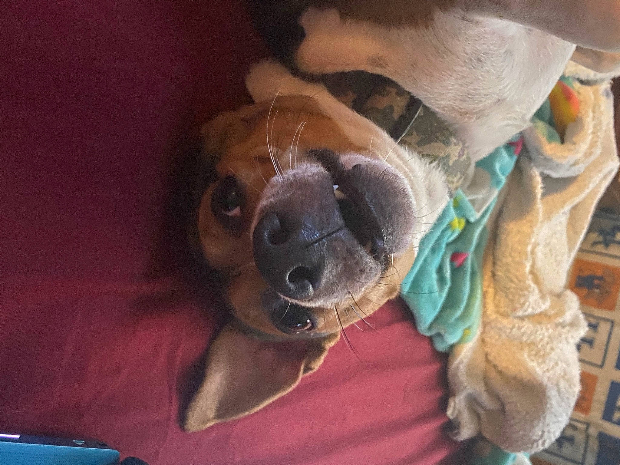 Otis is registered to the contest to win money with this photo: carnivore, collar, comfort, companion_dog, dog, dog_breed, ear, eyewear, fawn, fur, goggles, mammal, selfie, snout, sporting_group, sunglasses, toy_dog, vertebrate, whiskers, working_animal