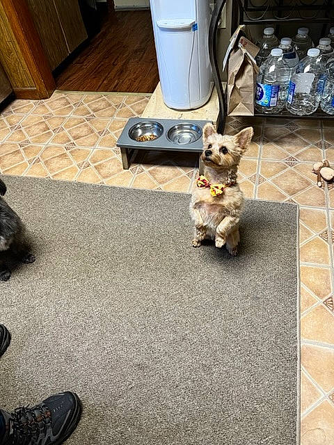 Dunkin is registered to the contest to win money with this photo: audio_equipment, carnivore, companion_dog, dog, dog_breed, dog_supply, eyewear, fawn, felidae, floor, flooring, fur, grey, hardwood, home_appliance, plastic_bottle, small_to_medium_sized_cats, snout, stuffed_toy, wood