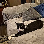 Boots joined the competition — help win amazing prizes! cat, black_and_white, feline, resting, couch, gray, pillows, indoor, living_room, furniture, relaxed, pet, home, cozy, animal, stretching, domestic, soft, comfortable, sleepy