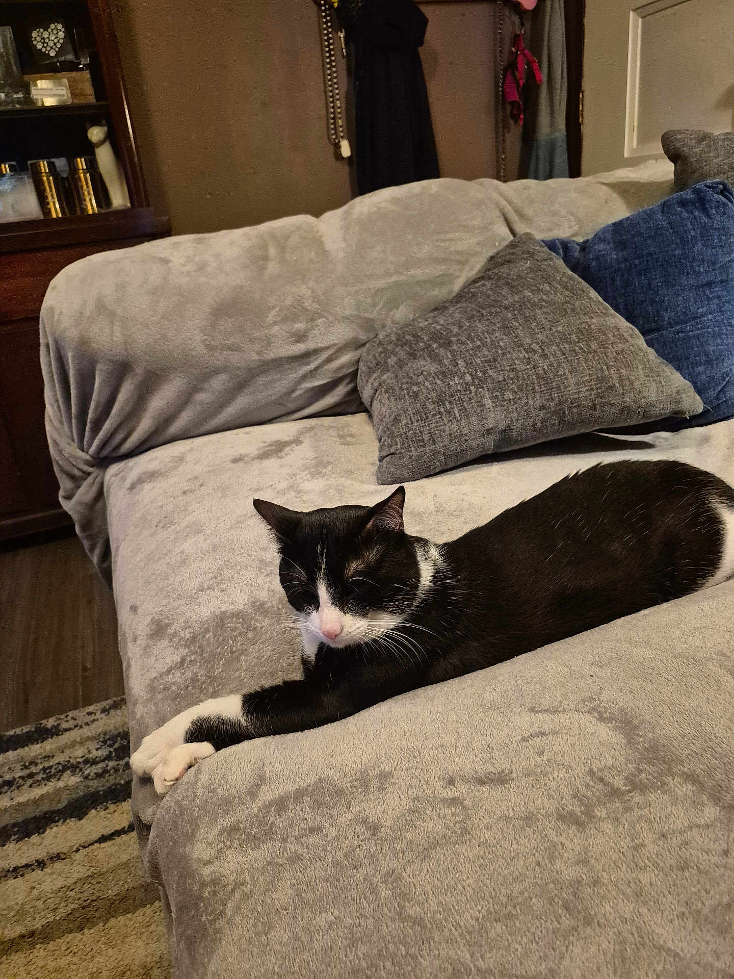 Boots joined the competition — help win amazing prizes! cat, black_and_white, feline, resting, couch, gray, pillows, indoor, living_room, furniture, relaxed, pet, home, cozy, animal, stretching, domestic, soft, comfortable, sleepy