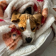 Loki participe au concours pour gagner de l'argent avec cette photo : adorable, animal, bed, blanket, brown, closeup, comfort, cozy, cute, dog, fur, indoor, pet, puppy, resting, sleepy, snuggled, soft, warm, white