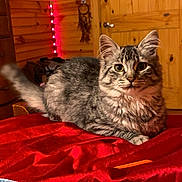 Blaire joined the competition — help win amazing prizes! animal, bedroom, cat, cozy, curious, cute, domestic, ears, feline, fur, gray_cat, indoor, pet, red_blanket, relaxed, soft, tabby, tail, whiskers, wooden_wall