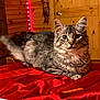 animal, bedroom, cat, cozy, curious, cute, domestic, ears, feline, fur, gray_cat, indoor, pet, red_blanket, relaxed, soft, tabby, tail, whiskers, wooden_wall