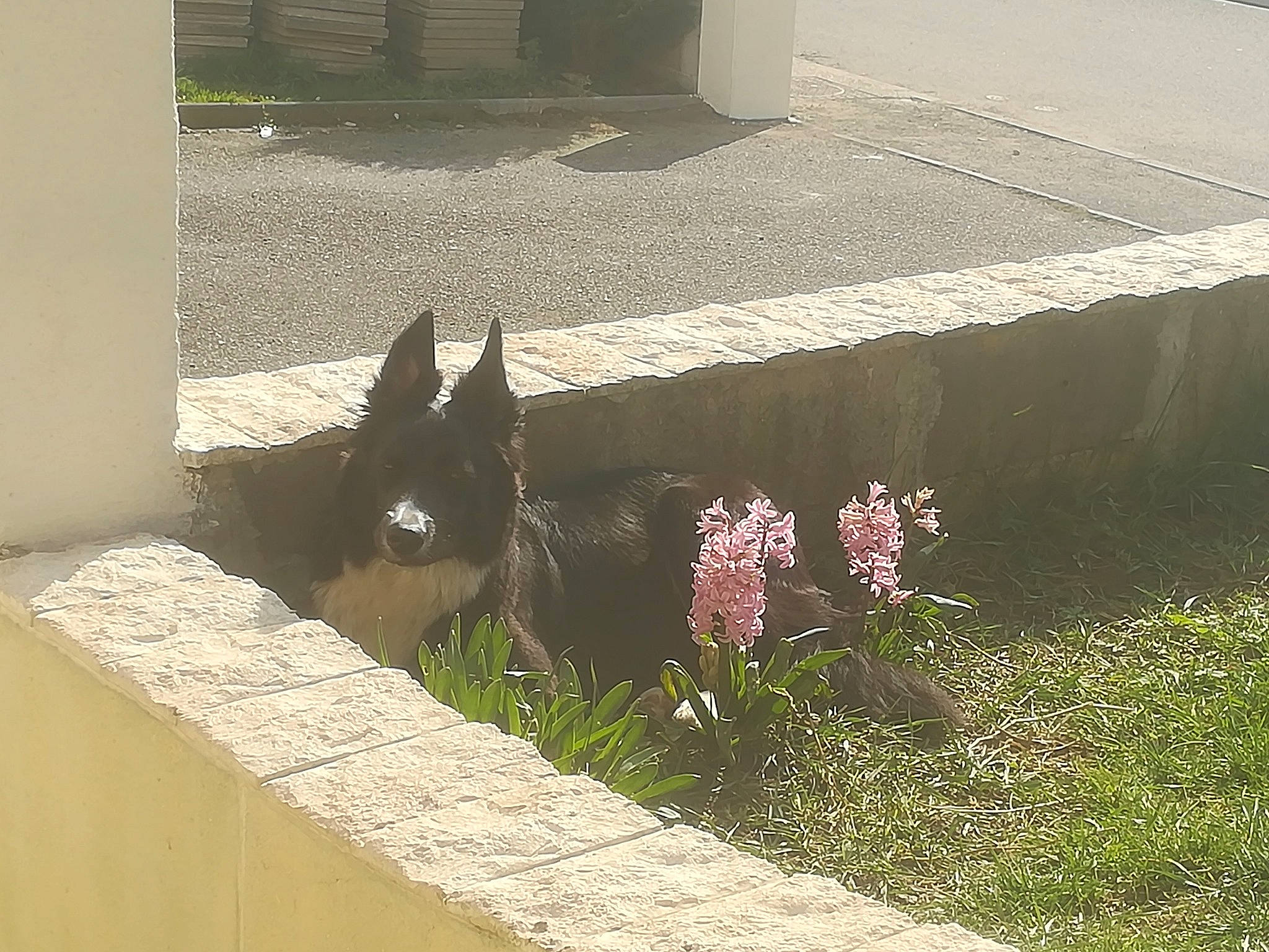 Juve participe au concours pour gagner de l'argent avec cette photo : plant