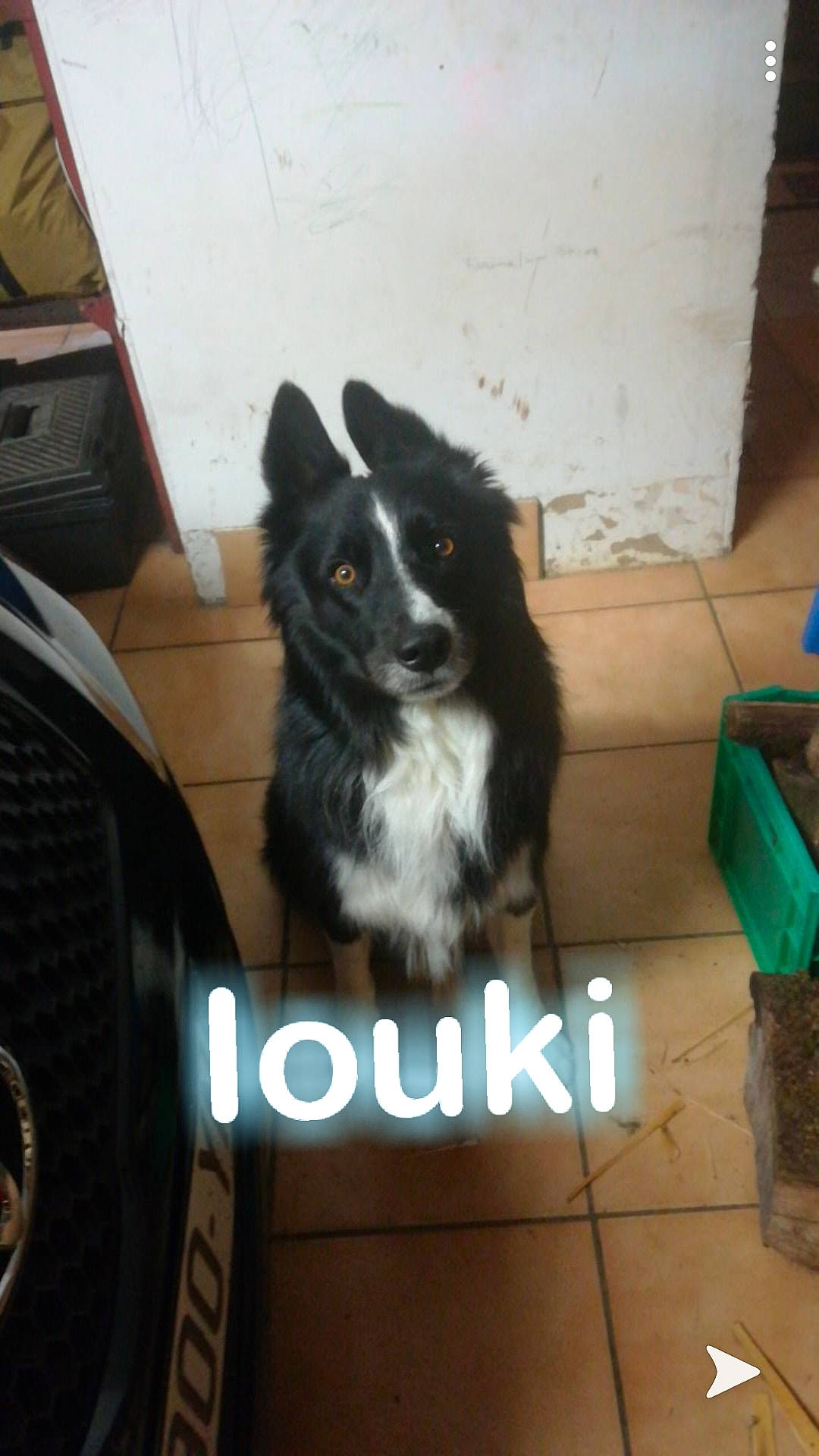 Iouki participe au concours pour gagner de l'argent avec cette photo : border_collie, canidae, carnivore, dog, dog_breed, herding_dog, mammal, vertebrate