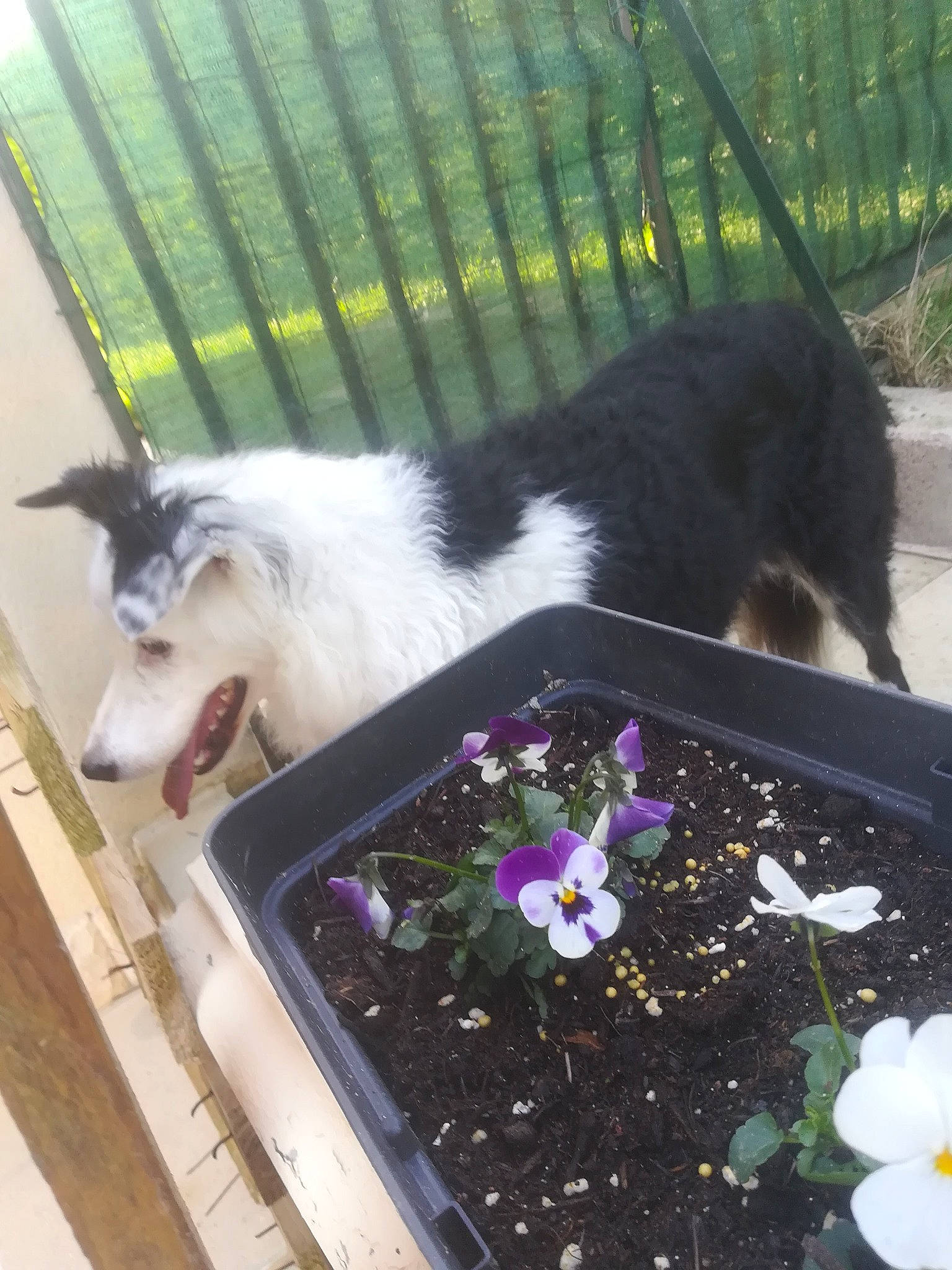 Farine a rejoint le concours — aidez-le/la à gagner de superbes lots ! border_collie, canidae, carnivore, dog, dog_breed, mammal, plant, rough_collie, siberian_husky, vertebrate