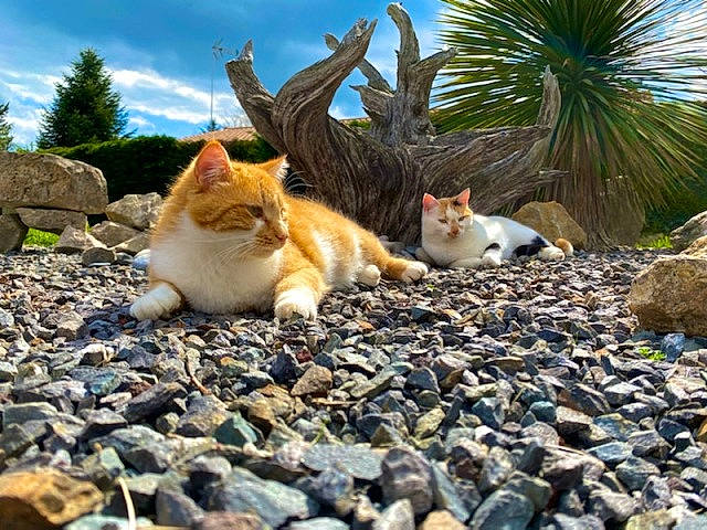 Pikachu participe au concours pour gagner de l'argent avec cette photo : carnivore, cat, cloud, fawn, felidae, grass, landscape, leaf, mammal, morning, plant, road_surface, sand, sky, small_to_medium_sized_cats, sunlight, tree, vertebrate, whiskers, wood