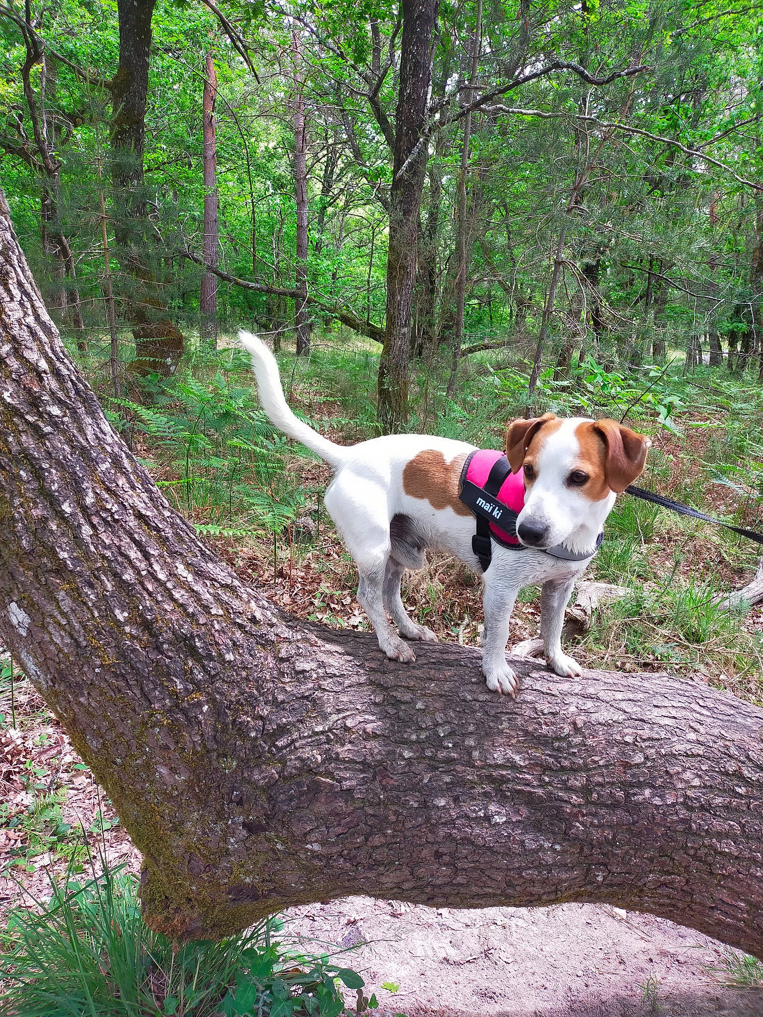 Maïki a rejoint le concours — aidez-le/la à gagner de superbes lots ! carnivore, collar, companion_dog, dog, dog_breed, dog_collar, dog_supply, fawn, forest, grass, leash, plant, sporting_group, tail, terrestrial_plant, trail, tree, trunk, wood, woodland