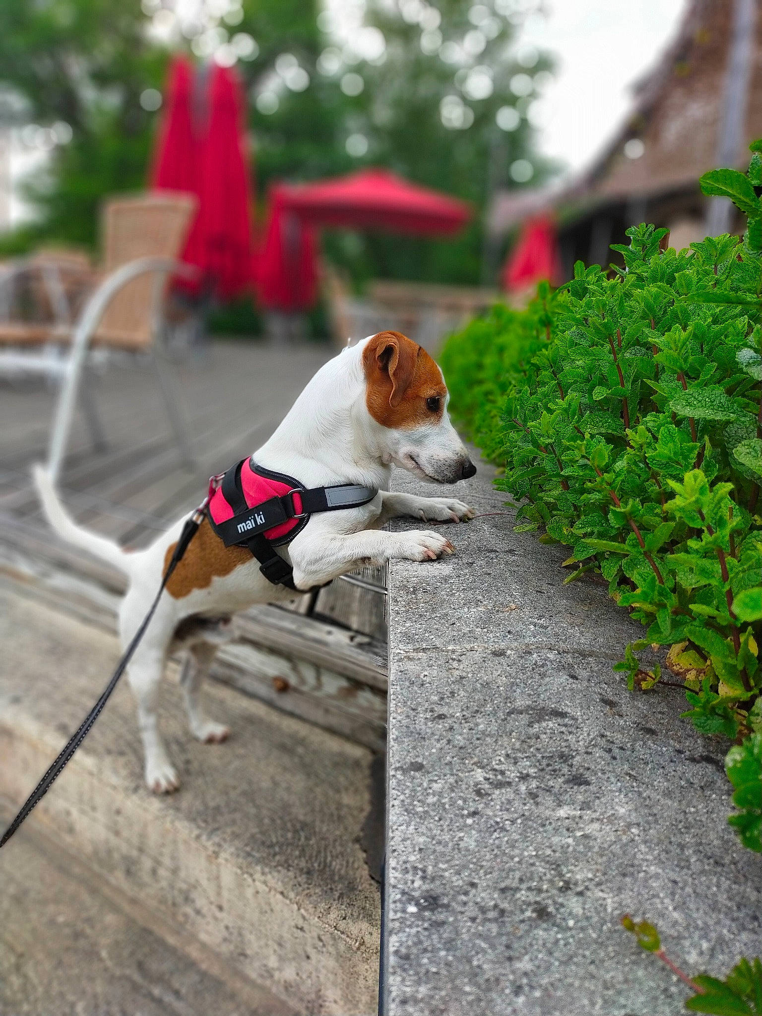 Maïki a rejoint le concours — aidez-le/la à gagner de superbes lots ! asphalt, carnivore, chair, collar, companion_dog, dog, dog_breed, dog_supply, fawn, groundcover, leash, leisure, pet_supply, plant, road_surface, sidewalk, snout, sporting_group, tail, tree