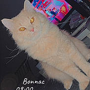 King participe au concours pour gagner de l'argent avec cette photo : animal, bed, cat, cozy, cream_color, curious, domestic_animal, eyes, feline, fluffy, furniture, home, indoor, pet, room, screen, sitting, television, text_overlay, whiskers