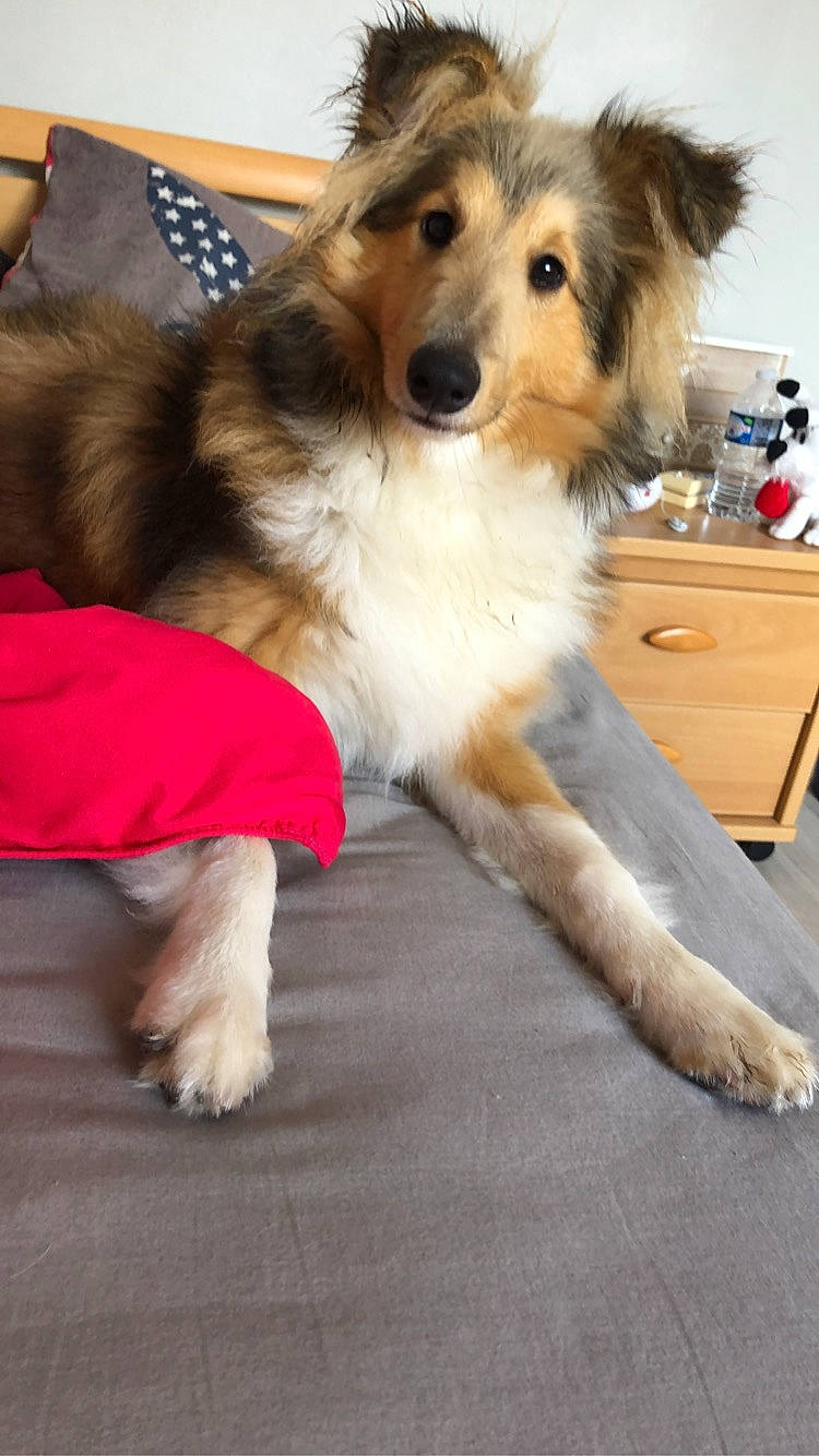 Pepino a rejoint le concours — aidez-le/la à gagner de superbes lots ! australian_collie, australian_shepherd, basque_shepherd_dog, border_collie, canidae, carnivore, collie, companion_dog, dog, dog_breed, fur, mammal, puppy, rare_breed_dog, rough_collie, scotch_collie, shetland_sheepdog, snout, sporting_group, vertebrate