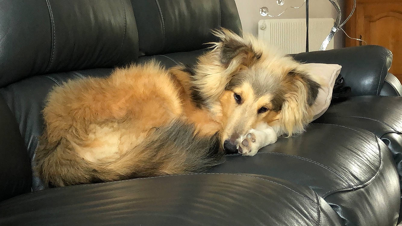 Pepino a rejoint le concours — aidez-le/la à gagner de superbes lots ! basque_shepherd_dog, canidae, carnivore, collie, companion_dog, dog, dog_breed, elo, fur, mammal, rare_breed_dog, rough_collie, scotch_collie, shetland_sheepdog, silken_windhound, vertebrate