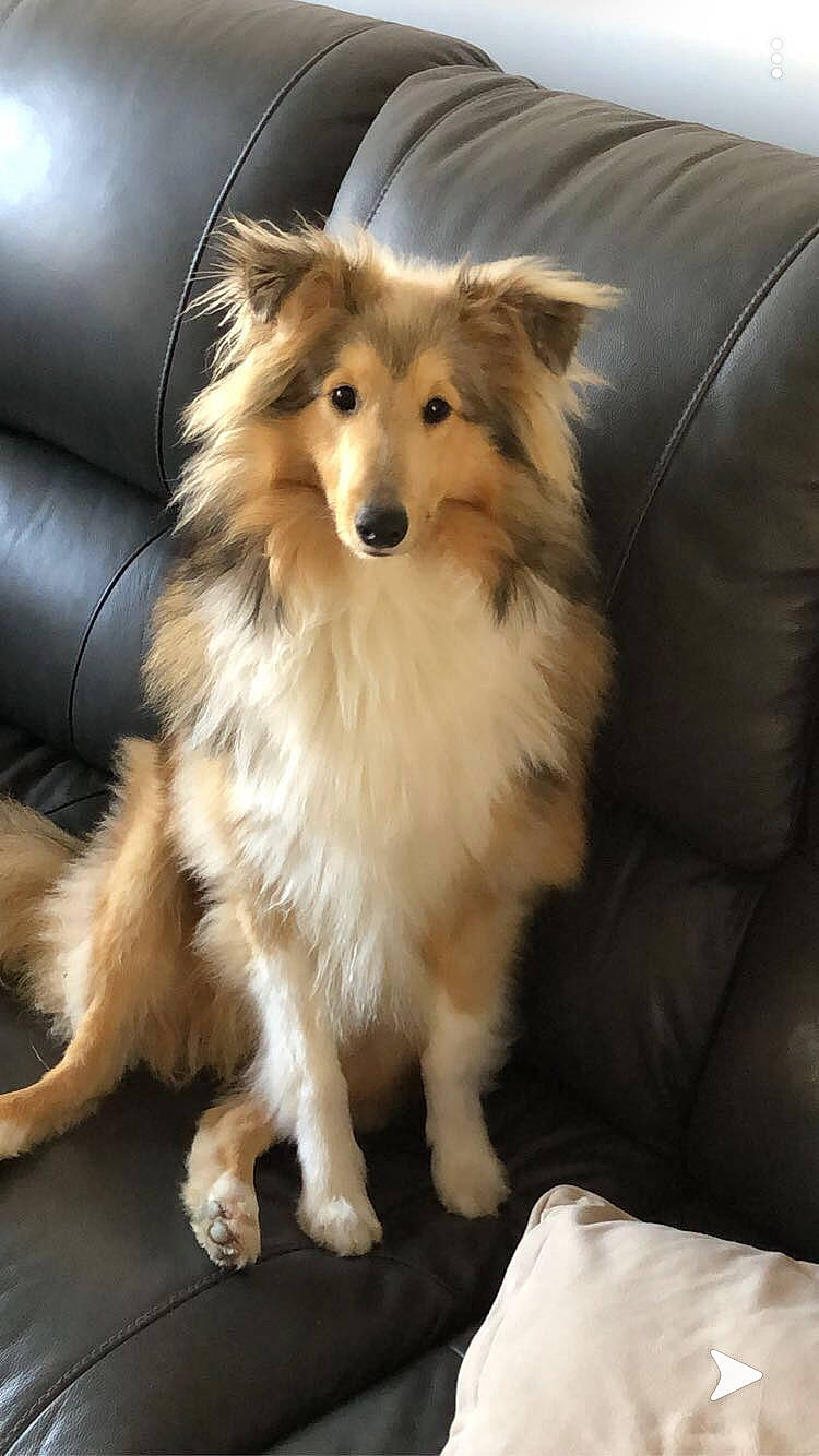 Pepino participe au concours pour gagner de l'argent avec cette photo : australian_collie, basque_shepherd_dog, border_collie, canidae, carnivore, collie, companion_dog, dog, dog_breed, fawn, herding_dog, mammal, rare_breed_dog, rough_collie, scotch_collie, shetland_sheepdog, snout, sporting_group, vertebrate