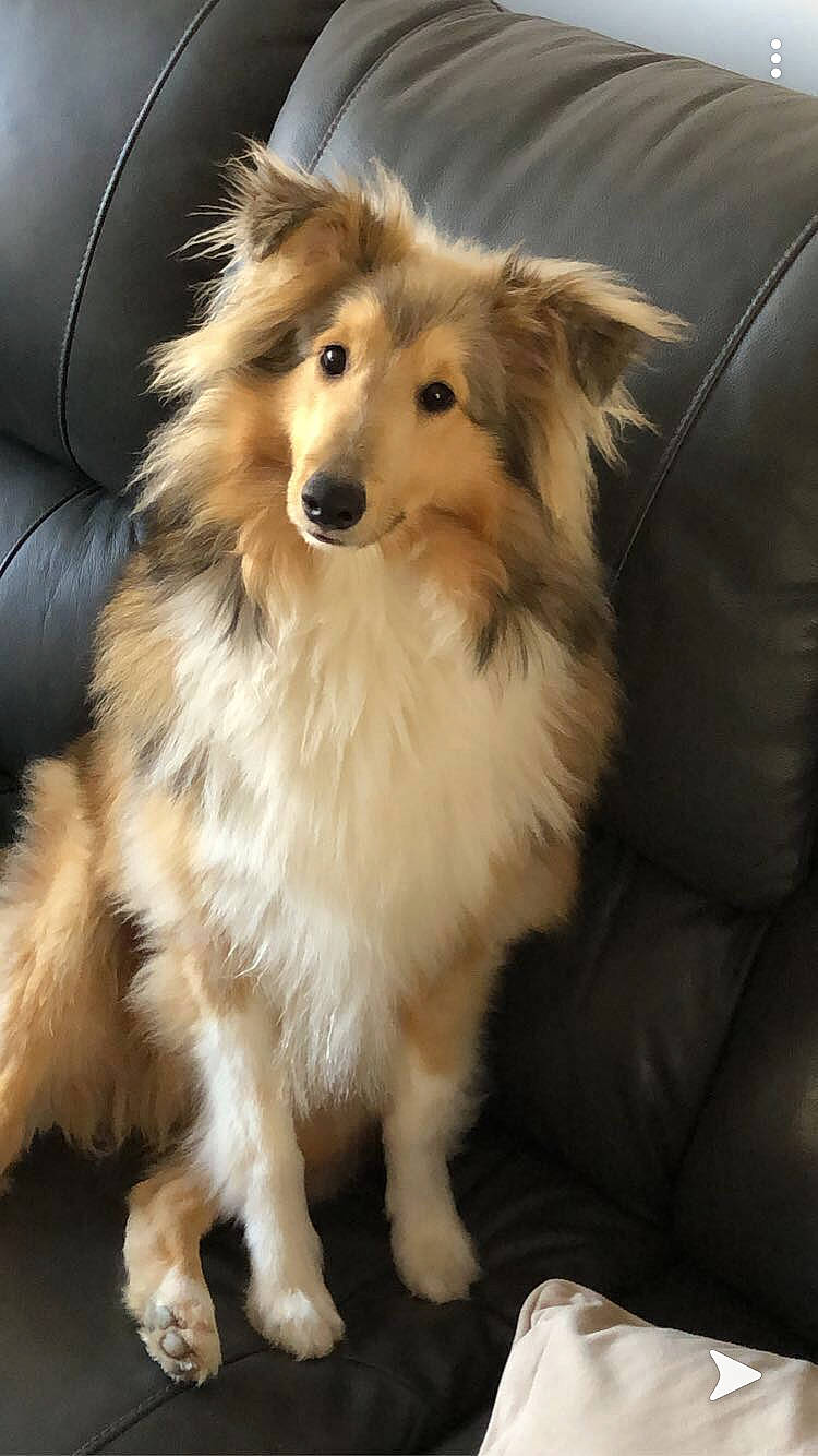 Pepino a rejoint le concours — aidez-le/la à gagner de superbes lots ! australian_collie, basque_shepherd_dog, border_collie, canidae, carnivore, collie, companion_dog, dog, dog_breed, fawn, herding_dog, mammal, rare_breed_dog, rough_collie, scotch_collie, shetland_sheepdog, snout, sporting_group, vertebrate