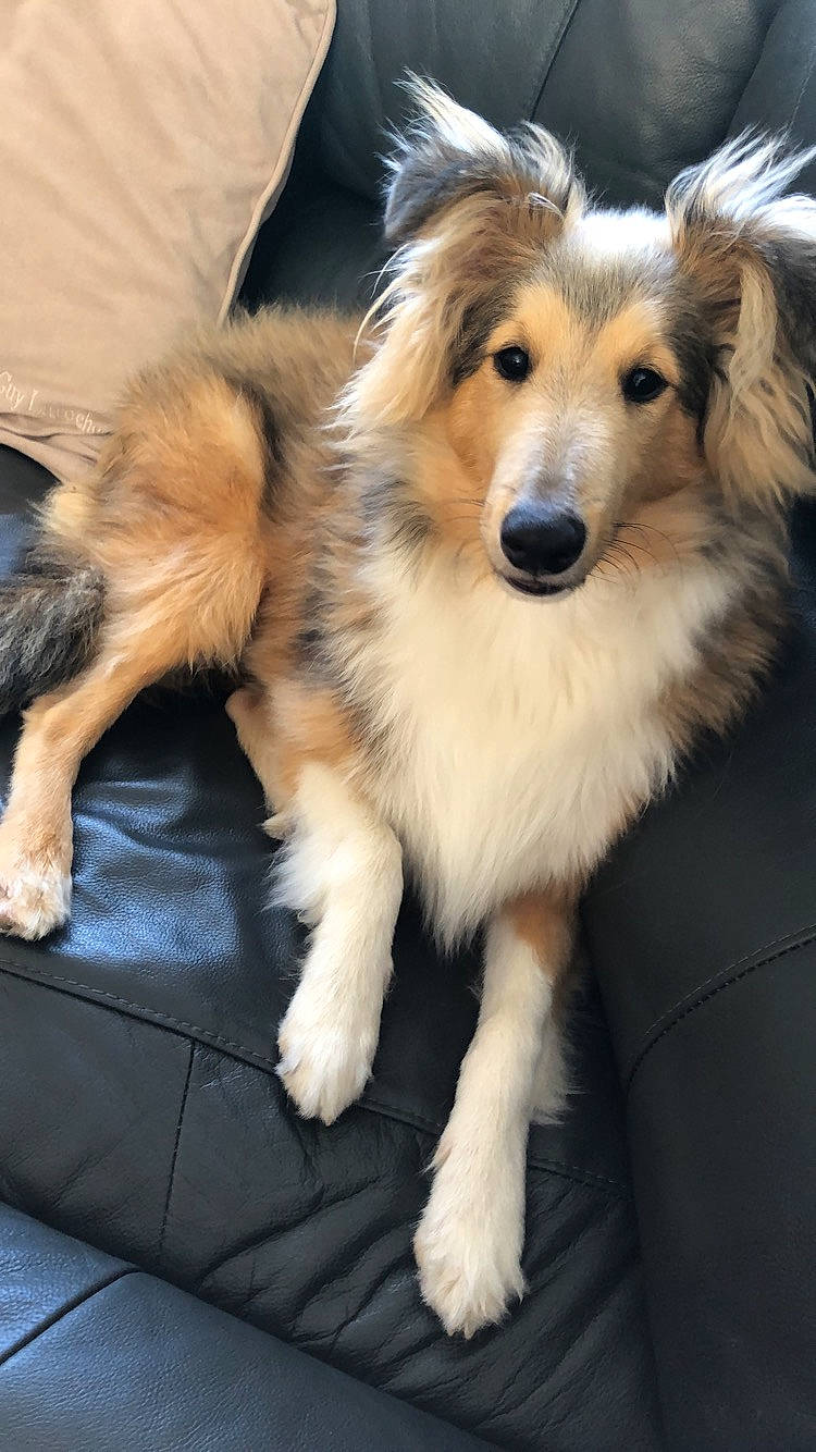 Pepino a rejoint le concours — aidez-le/la à gagner de superbes lots ! australian_collie, border_collie, canidae, carnivore, collie, companion_dog, dog, dog_breed, fur, mammal, puppy, rare_breed_dog, rough_collie, scotch_collie, shetland_sheepdog, silken_windhound, smooth_collie, snout, sporting_group, vertebrate