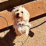dog, small_dog, white_dog, fluffy, happy, tongue_out, leash, collar, shadow, concrete, steps, sunny, outdoor, portrait, closeup, looking_up, fur, sitting, cute, pet
