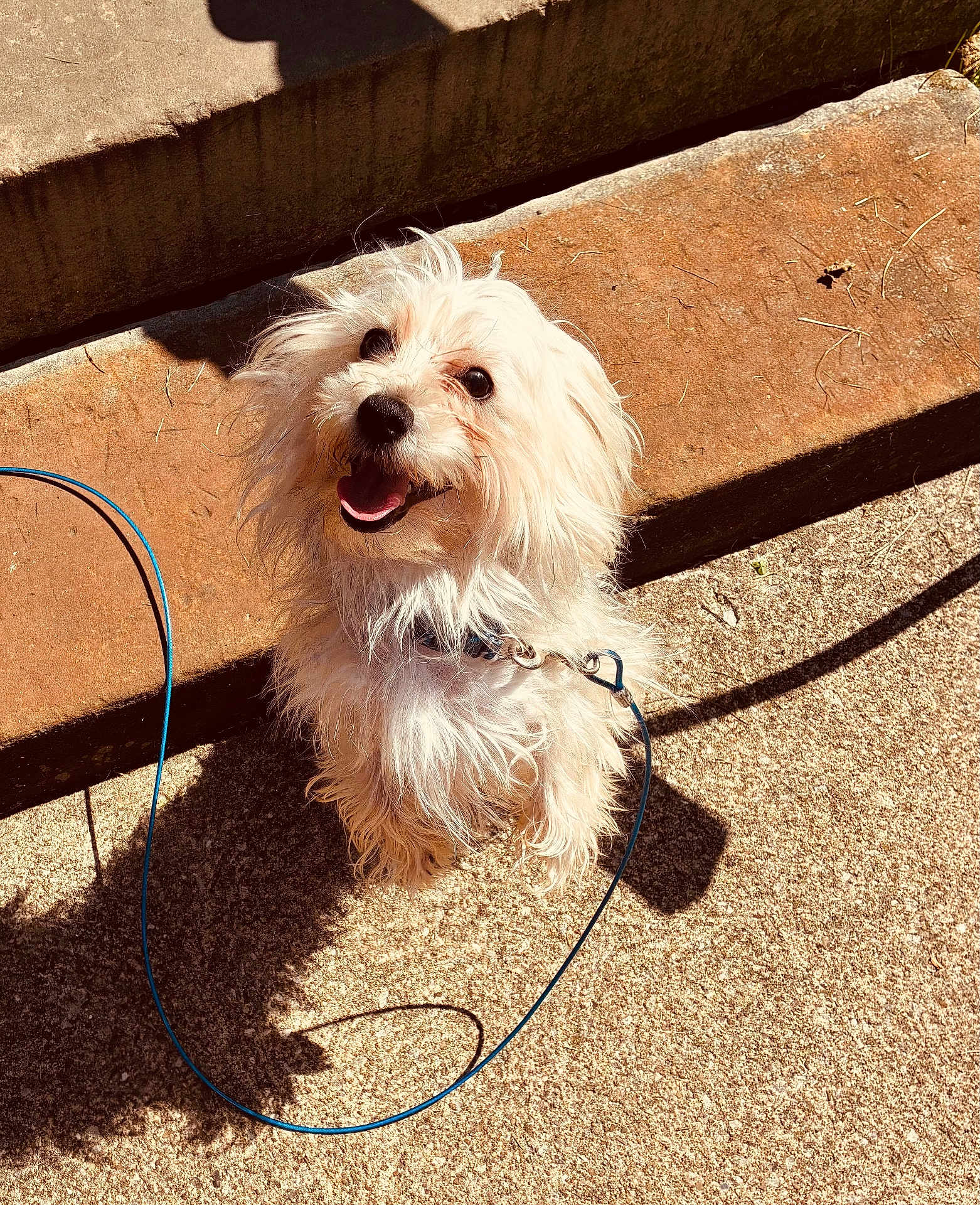 Winston Duke is registered to the contest to win money with this photo: dog, small_dog, white_dog, fluffy, happy, tongue_out, leash, collar, shadow, concrete, steps, sunny, outdoor, portrait, closeup, looking_up, fur, sitting, cute, pet