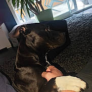 Haïco a rejoint le concours — aidez-le/la à gagner de superbes lots ! dog, black_dog, white_paw, hand, arm, indoor, carpet, potted_plant, window, natural_light, person, living_room, furniture, plant_pot, relaxed, pet, companion, home, couch, human