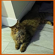 Zara is registered to the contest to win money with this photo: animal, cat, corner, curious, domestic, ears, feline, floor, fluffy, fur, indoor, light, looking, pet, relaxed, resting, shadow, tabby, tile, whiskers