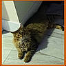 animal, cat, corner, curious, domestic, ears, feline, floor, fluffy, fur, indoor, light, looking, pet, relaxed, resting, shadow, tabby, tile, whiskers