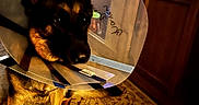 Raven joined the competition — help win amazing prizes! animal, black, brown, canine, companion, cone, dog, domestic, expression, floor, framed_picture, furniture, home, indoor, pet, protective_collar, rug, sitting, warm_lighting, wooden_cabinet