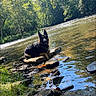 animal, canine, daytime, dog, forest, german_shepherd, landscape, mammal, nature, outdoor, pet, reflection, relaxing, river, rocks, scenic, sunlight, trees, water, wildlife