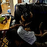 Raven joined the competition — help win amazing prizes! dog, german_shepherd, couch, pillow, indoor, living_room, wooden_chair, table, snack, bowl, door, floor, carpet, cabinet, clothing, sitting, pet, furniture, room, relaxing