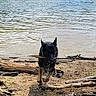 Raven joined the competition — help win amazing prizes! dog, water, river, stick, sand, wet, outdoor, animal, nature, playful, canine, forest, splashing, daylight, riverbank, black_dog, tan_dog, fetch, trees, recreation