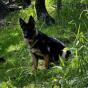 Raven joined the competition — help win amazing prizes! dog, german_shepherd, outdoor, forest, grass, trees, nature, animal, pet, canine, sunlight, greenery, wildlife, mammal, tongue_out, sitting, alert, daylight, flora, woodland