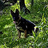 alert, animal, canine, daylight, dog, flora, forest, german_shepherd, grass, greenery, mammal, nature, outdoor, pet, sitting, sunlight, tongue_out, trees, wildlife, woodland