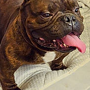 Reaper is registered to the contest to win money with this photo: dog, brindle, pet, tongue_out, smiling, canine, indoors, blanket, cozy, fur, paw, cute, animal, companion, friendly, bed, relaxed, close_up, muzzle, happy