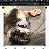 Precious joined the competition — help win amazing prizes! blanket, cat, close_up, collar, cute, domestic_animal, fluffy, fur, green_eyes, indoor, navigation_icons, pet, portrait, relaxed, soft_texture, tag, upside_down, voting_website, webpage, whiskers