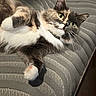 cat, pet, feline, animal, indoor, couch, fur, whiskers, paw, relaxed, cute, green_eyes, striped, fluffy, laying_down, close_up, domestic_cat, curious, soft, comfortable