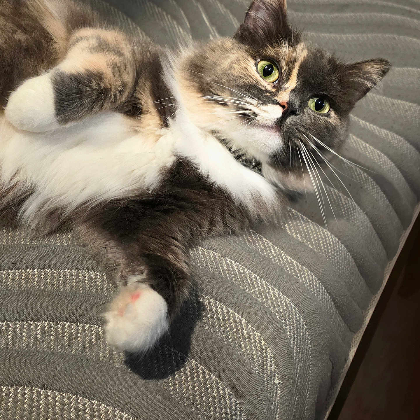 Precious is registered to the contest to win money with this photo: cat, pet, feline, animal, indoor, couch, fur, whiskers, paw, relaxed, cute, green_eyes, striped, fluffy, laying_down, close_up, domestic_cat, curious, soft, comfortable