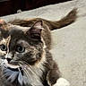 Precious is registered to the contest to win money with this photo: alert, animal, cat, closeup, collar, companion, curious, cute, domestic, ears, feline, fur, indoor, paws, pet, resting, soft_surface, tabby, whiskers, wooden_furniture