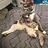 animal, bed, blanket, cat, collar, cozy, cute, eyes, feline, fur, gray, home, indoor, paw, pet, relaxed, sitting, tag, tail, whiskers